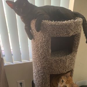 Meet your Posher, Faithani